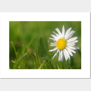 Daisy Macro Posters and Art